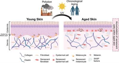 The role of cellular senescence in skin aging and age-related skin pathologies